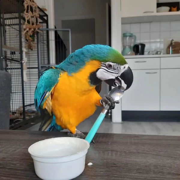 blu e giallo ara araruna  baby parrots sia maschio che femmina cenerino. disponibile per una nuova c | Foto 1