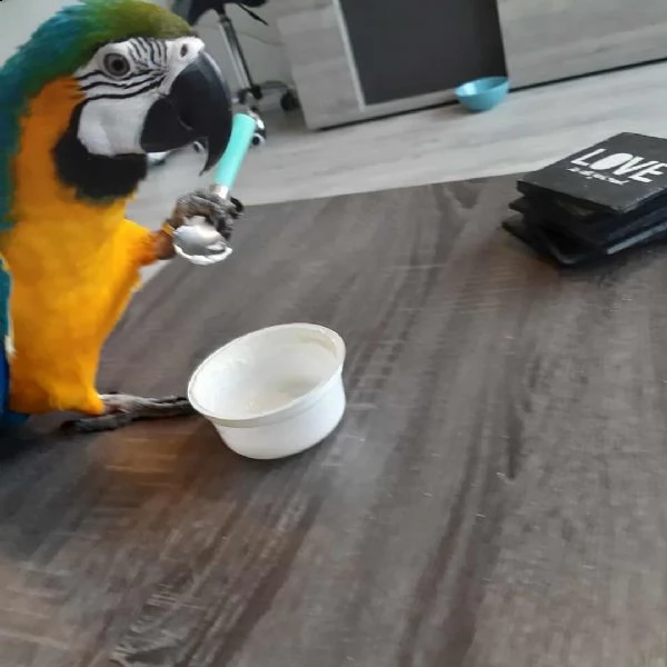 blu e giallo ara araruna  baby parrots sia maschio che femmina cenerino. disponibile per una nuova c | Foto 0