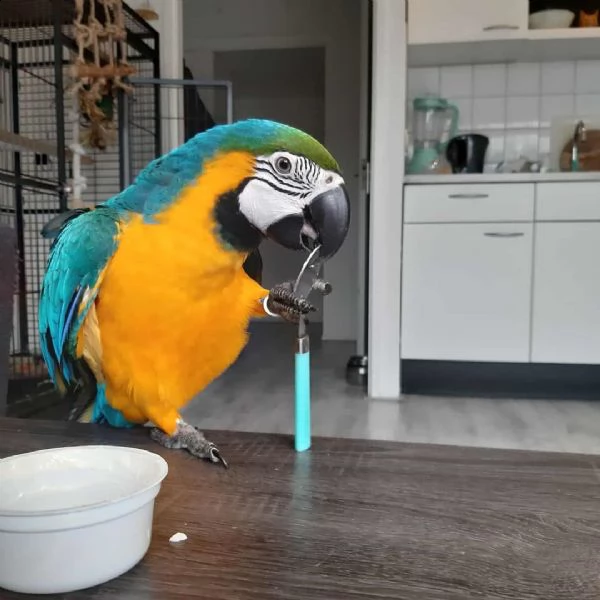 blu e giallo ara araruna  baby parrots sia maschio che femmina cenerino. disponibile per una nuova c