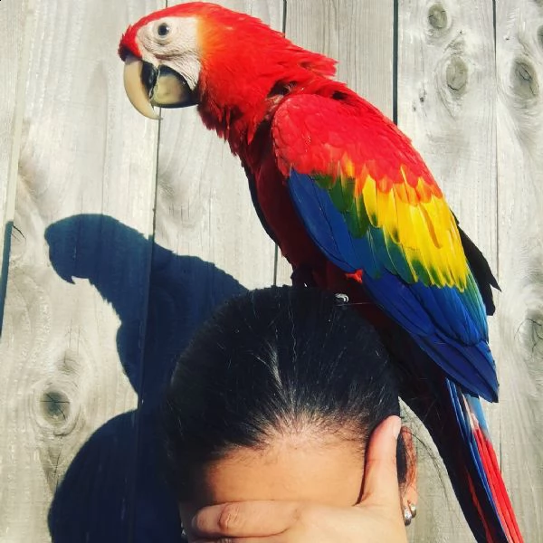 pappagalli ara arlecchino di femmina e maschio. 