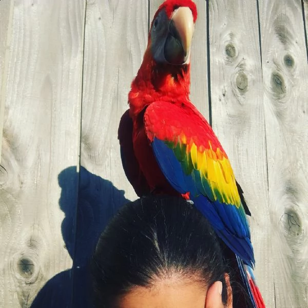 pappagalli ara arlecchino di femmina e maschio.  | Foto 0