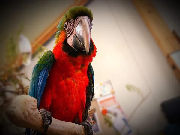 pappagalli  femmina e maschio di .ara arlecchino disponibile per l'adozione   con le seguenti caratt