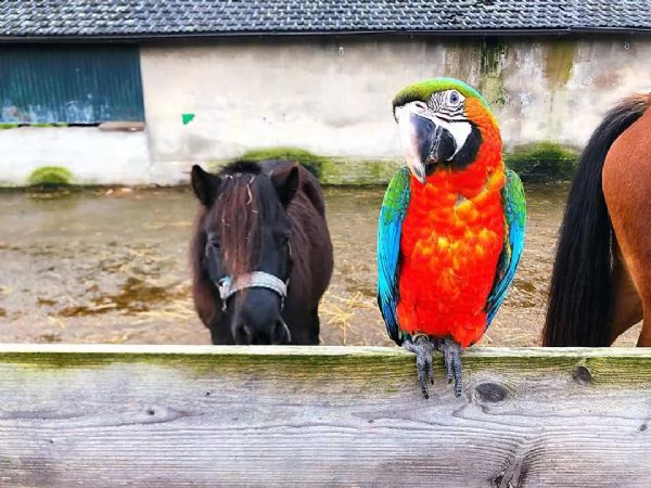 i pappagalli ara arlecchino viene fornito con gabbia e tutto il necessario. il pappagallo ha quasi u