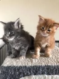 vendita cucciolo cuccioli maine coon disponibili | Foto 0