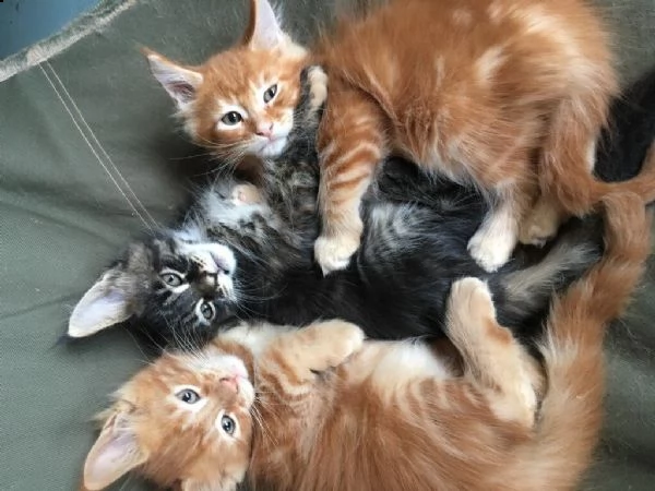 vendita cucciolo cuccioli maine coon disponibili