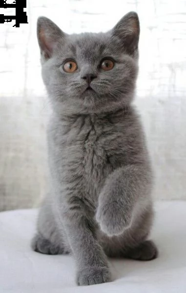 vendita cucciolo british shortahir cuccioli blu | Foto 0