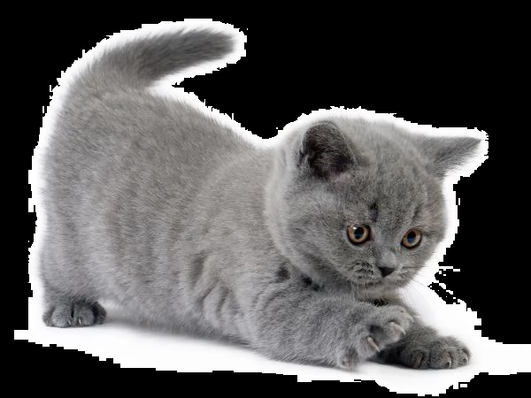 vendita cucciolo british shortahir cuccioli blu