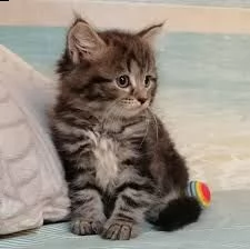 regalo cucciolo stupendi cuccioli siberiani ipoallergenici