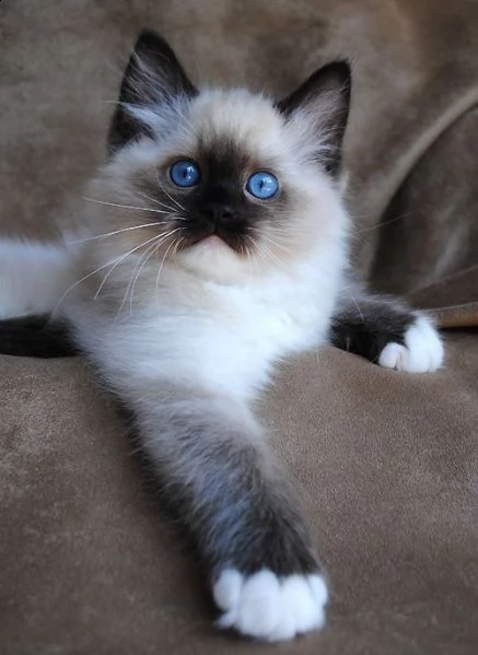 vendita disponibili cuccioli di ragdoll con pedigree anfi | Foto 0