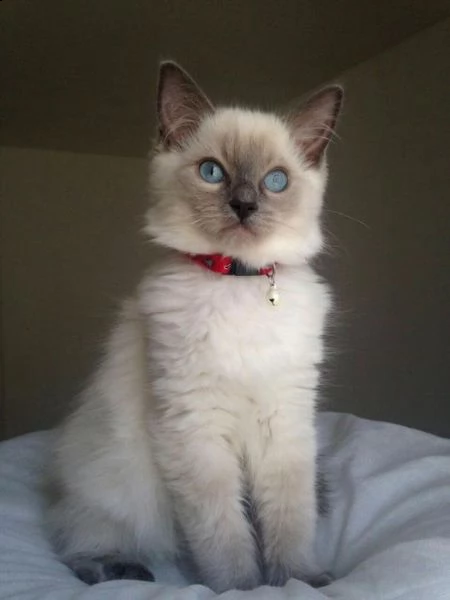 vendita disponibili cuccioli di ragdoll con pedigree anfi