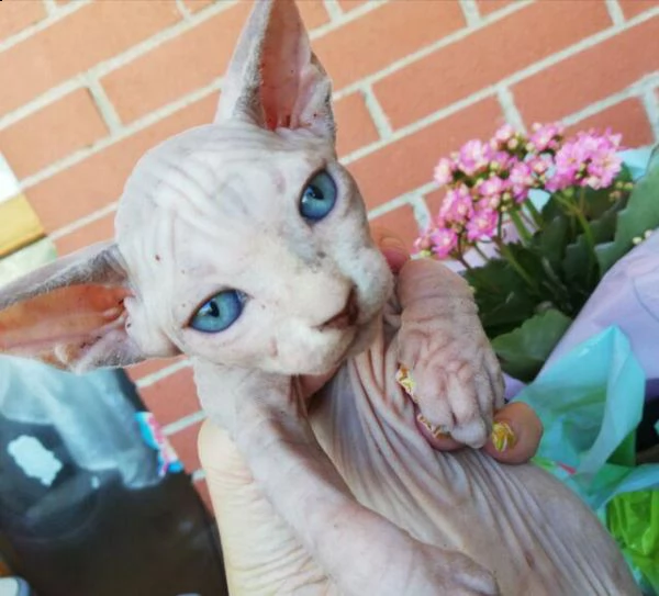 vendita cucciolo disponibile cucciolo di gatto canadian sphynx blue point | Foto 0