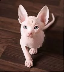 vendita cucciolo disponibile cucciolo di gatto canadian sphynx blue point