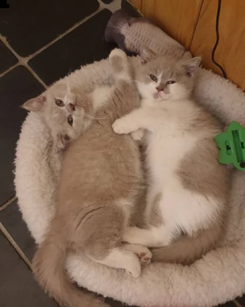 razza: british shorthair  sesso: maschio e femmina  condizioni di salute: controllo sanitario aggior