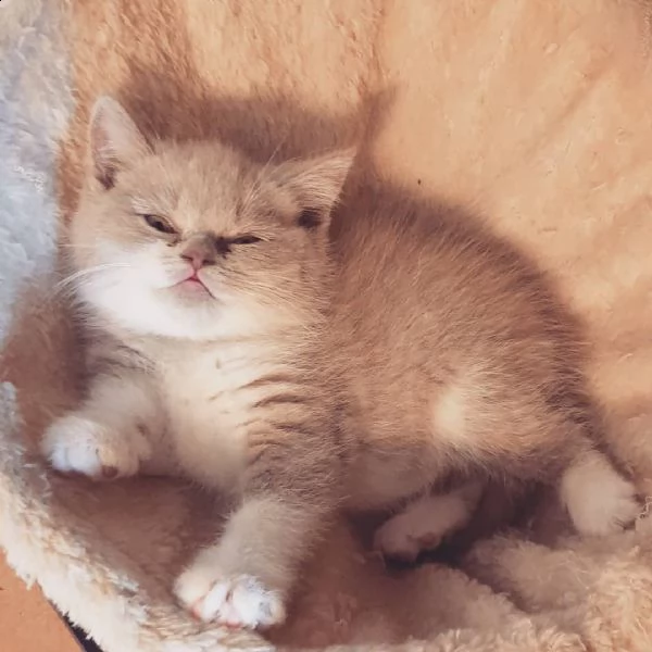 i nostri gattini british shorthair . sono per l'adozione eterna.  e sono solo per gli amanti dei gat