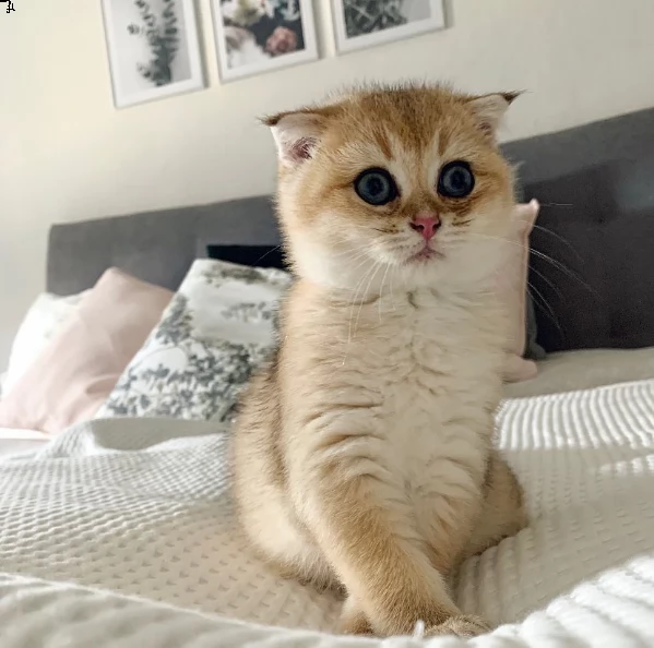 adorabili gattini scottish fold  di piega scozzese per l'adozione.  sia maschio che femmina.  sono s