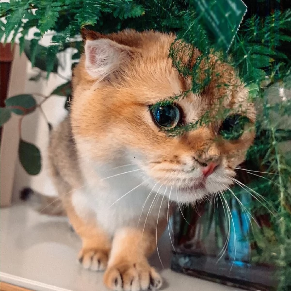 scottish fold gattini sia maschio che femmina.  sono socievoli con altri animali domestici e bambini