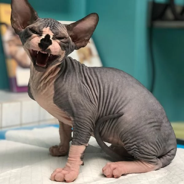 gattini sphinx di 11 messi . allevati a casa, ben addestrati e adorabili.  i nostri cuccioli sono ad