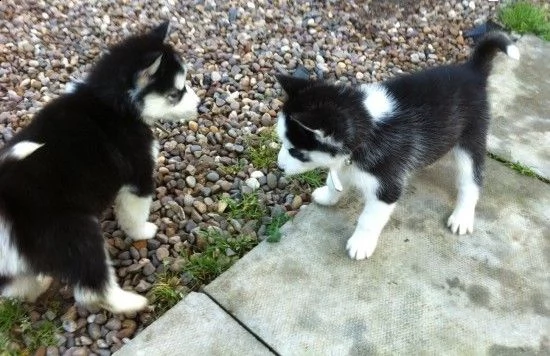 cuccioli husky con documenti 