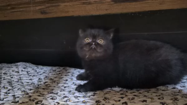 Gattine cucciole