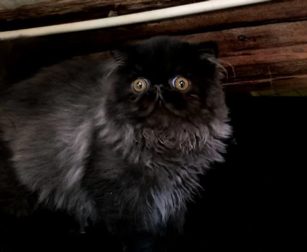 Cucciolo gattino a pelo lungo