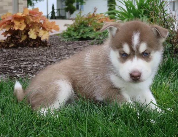 affascinanti cuccioli di siberian husky per adozione | Foto 0