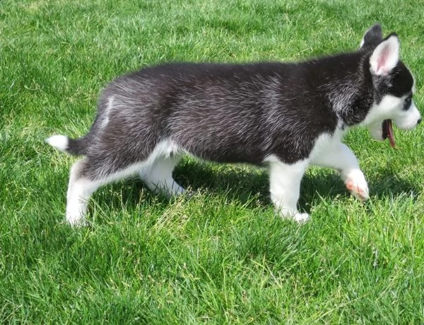 affascinanti cuccioli di siberian husky per adozione
