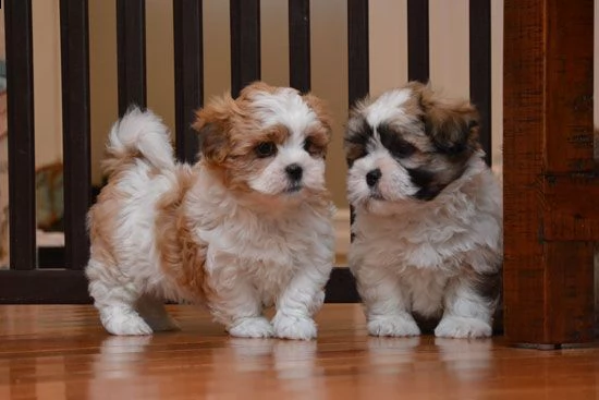 disponibili cuccioli shih tzu di alta qualità