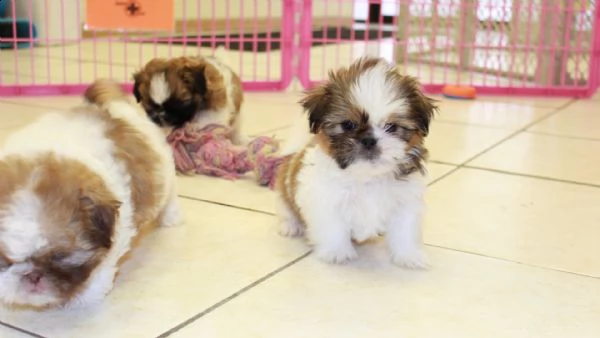 disponibili cuccioli shih tzu di alta qualità | Foto 0