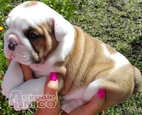cucciolo di bulldog inglese