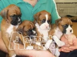 regalo cuccioli boxer purissimi 