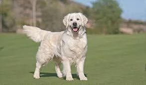 3 maschietti nati 1/10 meticci incrocio labrador golden retriever