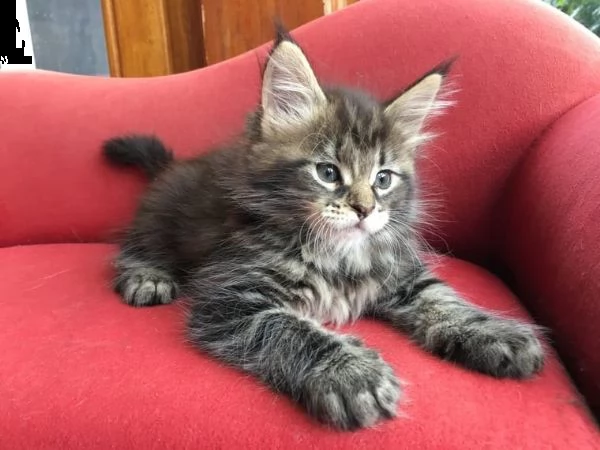 bellissimi gattini maine coon