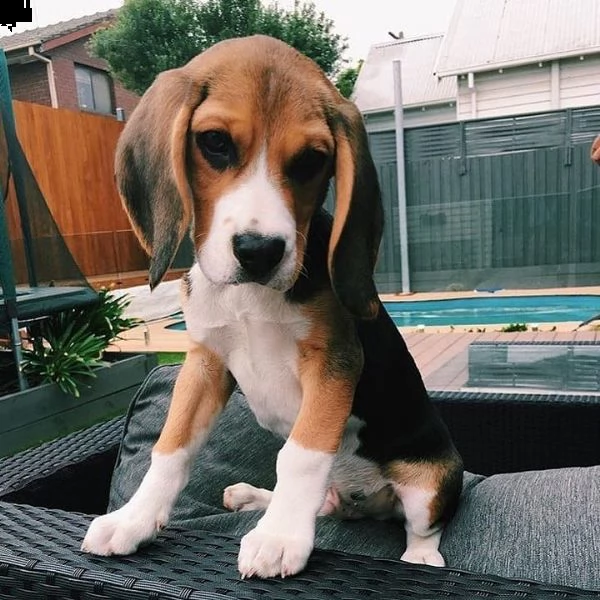 cuccioli di beagle sani per adozione