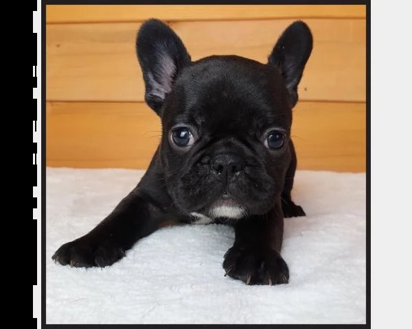 cuccioli bulldog francese - pedigree enci | Foto 1