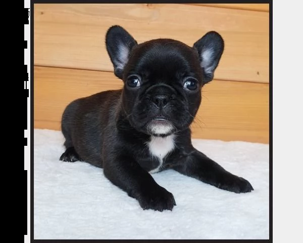 cuccioli bulldog francese - pedigree enci | Foto 0