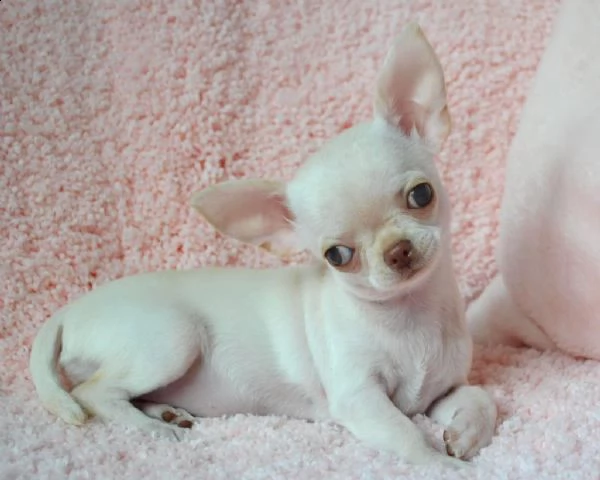 vendita cucciolo chihuahua toy cuccioli bicolore