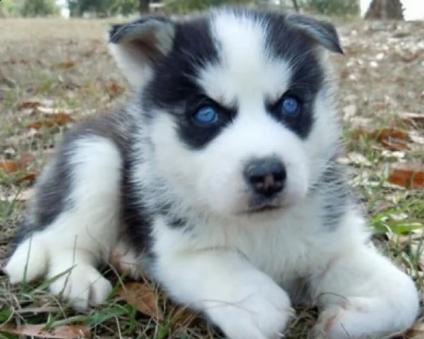 vendita cucciolo cuccioli di siberian husky | Foto 0
