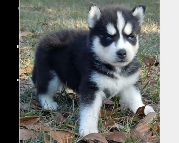 vendita cucciolo cuccioli di siberian husky