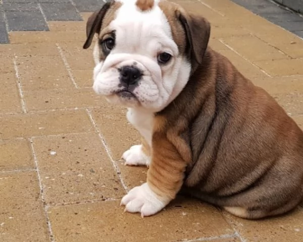 vendita cucciolo bulldog inglese cuccioli | Foto 0
