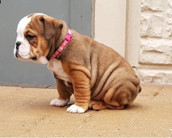 vendita cucciolo bulldog inglese cuccioli