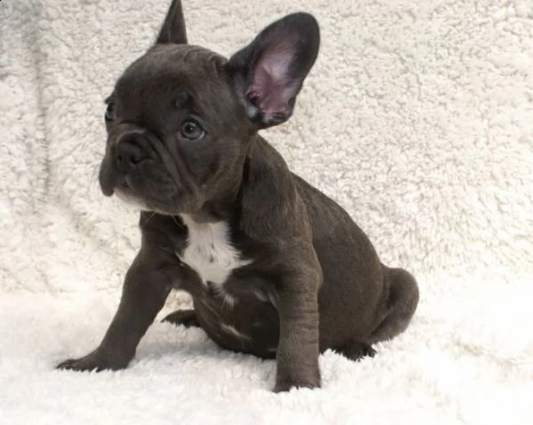  vendita cucciolo bulldog & bouledogue francese
