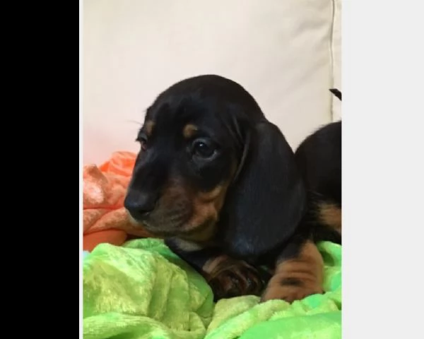  vendita cucciolo bassotto nano pelo duro (pedigree/allevamento) | Foto 0