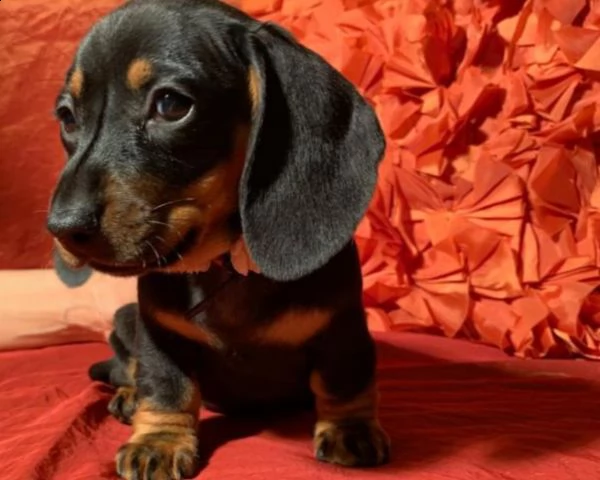  vendita cucciolo bassotto nano pelo duro (pedigree/allevamento)