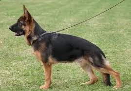 0200cuccioli di pastore tedesco disponibili per adozione gratuita