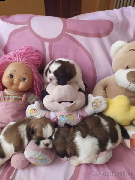 cuccioli shitzu piemonte