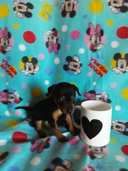 pincher nano miny toy