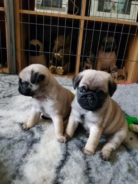 cuccioli di carlino