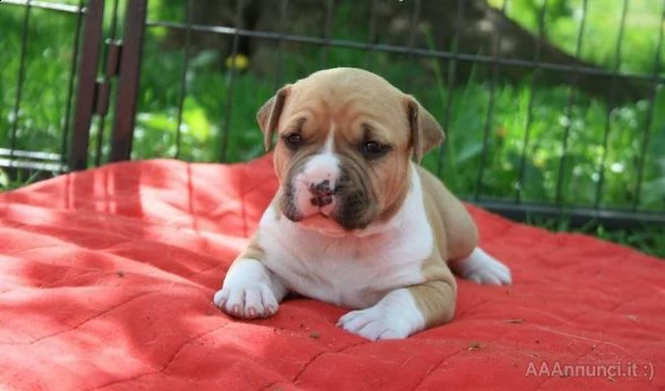 ultimi tre cuccioli pitbull ukc