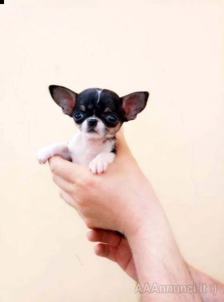 cuccioli di chihuahua pronti