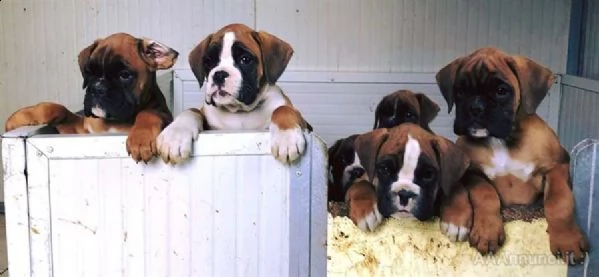 cuccioli boxer